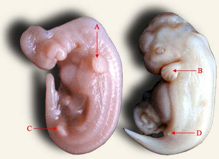 embryons_dauphins.jpg