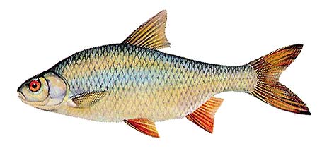 Gardonus rutilus.jpg