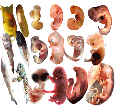 Embryogenèse de la classe des vertébrés