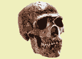 Crâne de Neanderthal